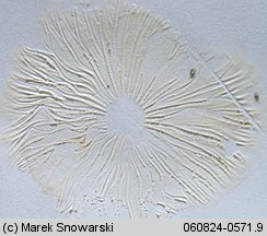 Marasmius oreades (twardzioszek przydrożny)