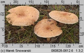 Lactarius torminosus (mleczaj wełnianka)