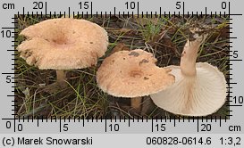 Lactarius torminosus (mleczaj wełnianka)