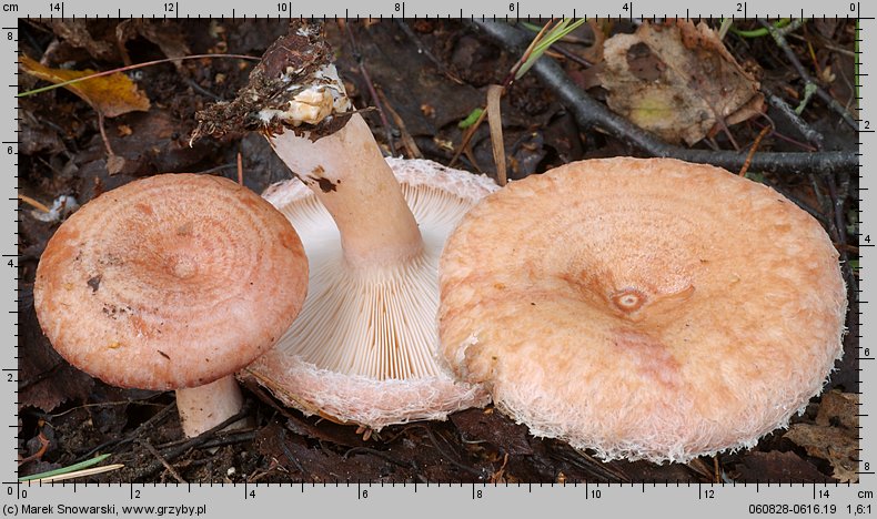 Lactarius torminosus (mleczaj wełnianka)