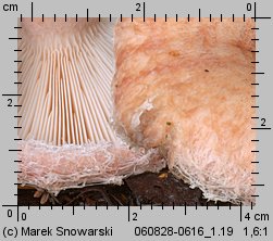 Lactarius torminosus (mleczaj wełnianka)