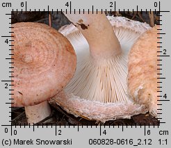 Lactarius torminosus (mleczaj wełnianka)