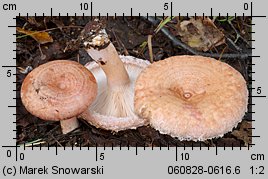 Lactarius torminosus (mleczaj wełnianka)