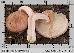 Lactarius torminosus (mleczaj wełnianka)