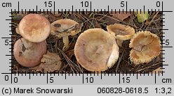 Russula puellaris (gołąbek skromny)