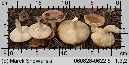 Russula puellaris (gołąbek skromny)