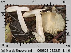 Russula puellaris (gołąbek skromny)