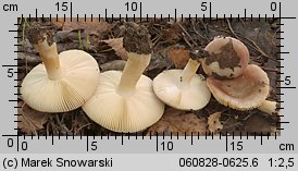 Russula puellaris (gołąbek skromny)