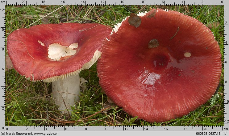 Russula paludosa (gołąbek błotny)