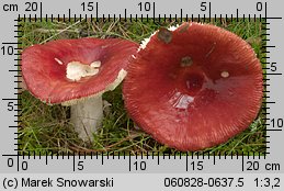 Russula paludosa (gołąbek błotny)