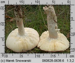 Russula paludosa (gołąbek błotny)