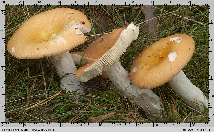 Russula decolorans (gołąbek płowiejący)