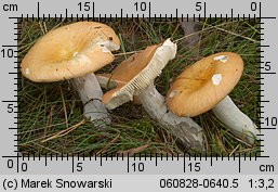 Russula decolorans (gołąbek płowiejący)