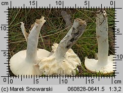 Russula decolorans (gołąbek płowiejący)