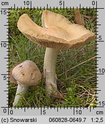 Cortinarius caperatus (płachetka zwyczajna)