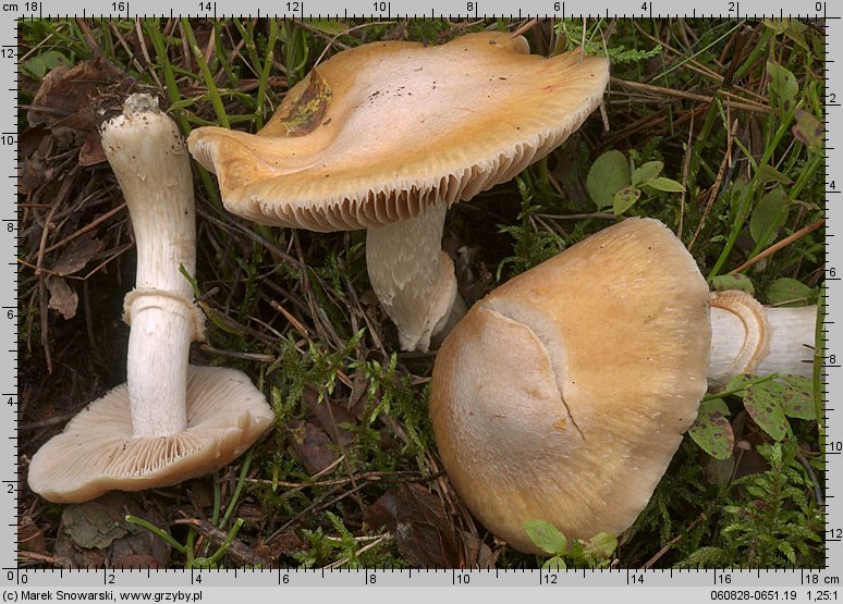 Cortinarius caperatus (płachetka zwyczajna)