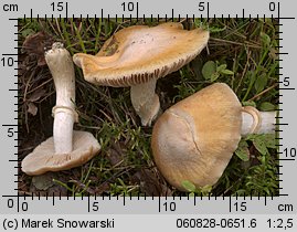 Cortinarius caperatus (płachetka zwyczajna)