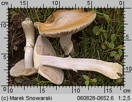 Cortinarius caperatus (płachetka zwyczajna)