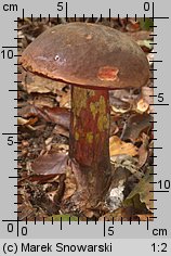 Neoboletus luridiformis (krasnoborowik ceglastopory)