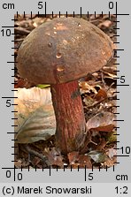 Neoboletus luridiformis (krasnoborowik ceglastopory)