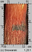 Neoboletus luridiformis (krasnoborowik ceglastopory)