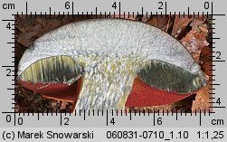 Neoboletus luridiformis (krasnoborowik ceglastopory)