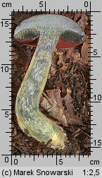 Neoboletus luridiformis (krasnoborowik ceglastopory)