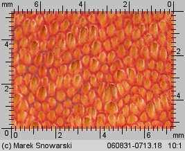Neoboletus luridiformis (krasnoborowik ceglastopory)