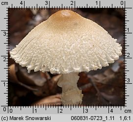 Lepiota clypeolaria (czubajeczka tarczowata)