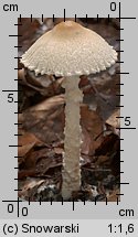 Lepiota clypeolaria (czubajeczka tarczowata)