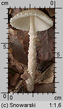 Lepiota clypeolaria (czubajeczka tarczowata)