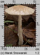 Lepiota clypeolaria (czubajeczka tarczowata)