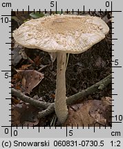 Lepiota clypeolaria (czubajeczka tarczowata)