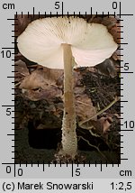 Lepiota clypeolaria (czubajeczka tarczowata)