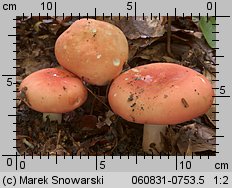 Russula rosea (gołąbek śliczny)