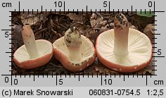 Russula rosea (gołąbek śliczny)