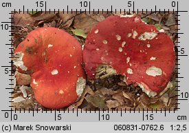 Russula rosea (gołąbek śliczny)