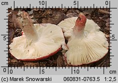 Russula rosea (gołąbek śliczny)