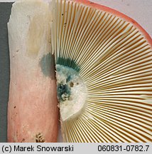 Russula rosea (gołąbek śliczny)