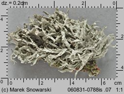 Ramalina fraxinea (odnożyca jesionowa)