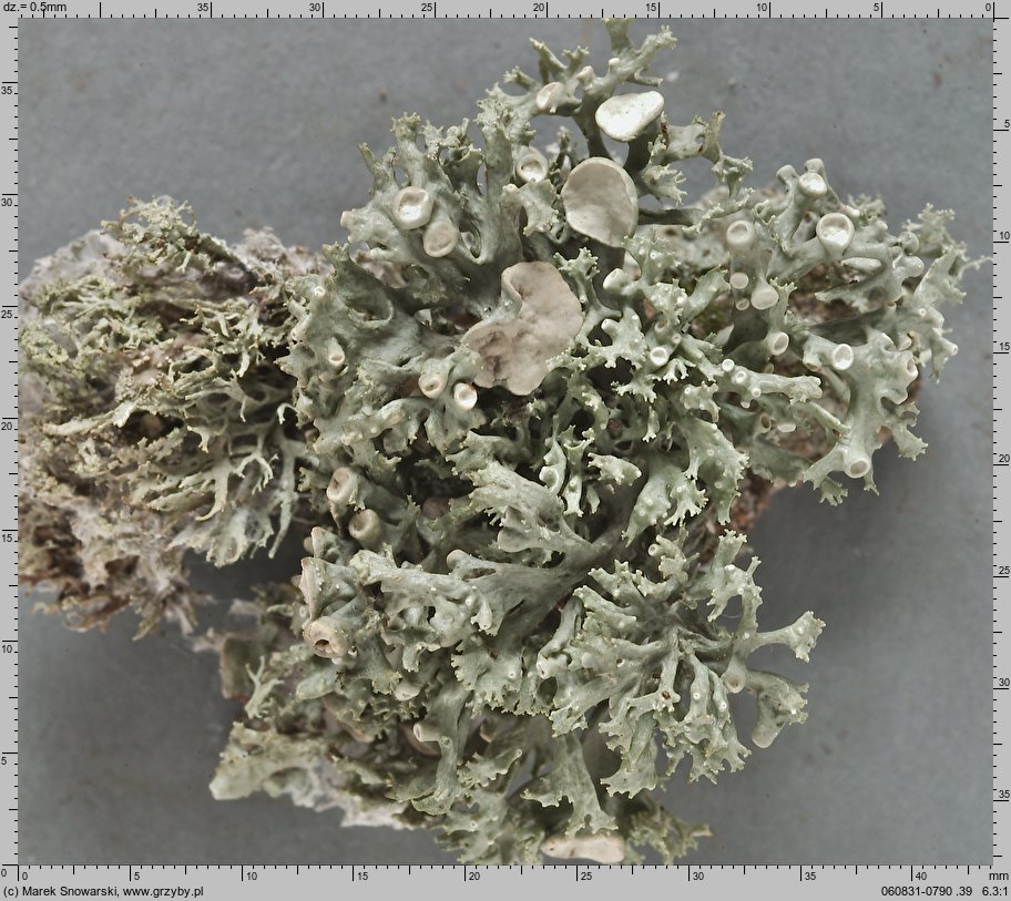 Ramalina fraxinea (odnożyca jesionowa)