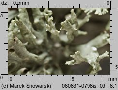 Ramalina fraxinea (odnożyca jesionowa)