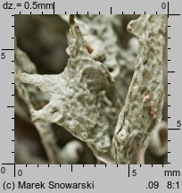 Ramalina fraxinea (odnożyca jesionowa)