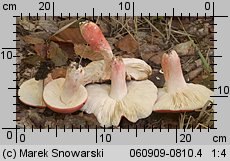 Russula rosea (gołąbek śliczny)