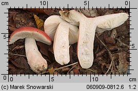 Russula rosea (gołąbek śliczny)