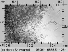 Peziza micropus (kustrzebka drobnotrzonowa)