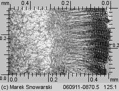 Peziza micropus (kustrzebka drobnotrzonowa)