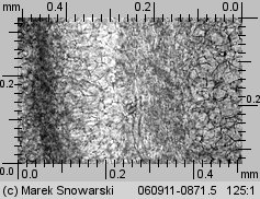 Peziza micropus (kustrzebka drobnotrzonowa)