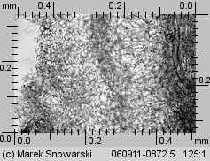 Peziza micropus (kustrzebka drobnotrzonowa)