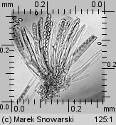 Peziza micropus (kustrzebka drobnotrzonowa)